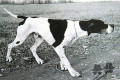 Pedigree MASOF DEL BOCIA Pedigree MASOF DEL BOCIA